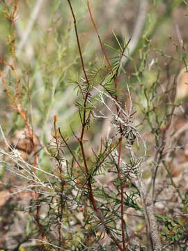 Image of Handsome Wedge Pea