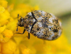 Anthrenus verbasci (Linnaeus 1767) resmi