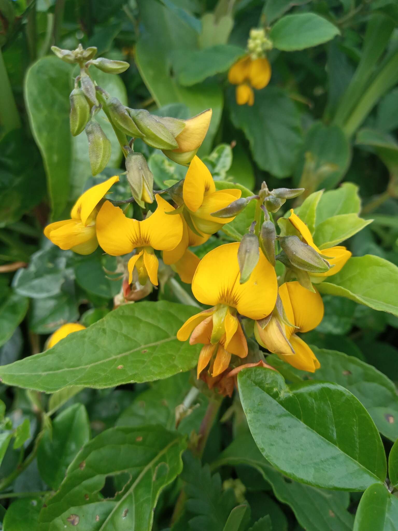 Imagem de Crotalaria vitellina Ker. Gawl.