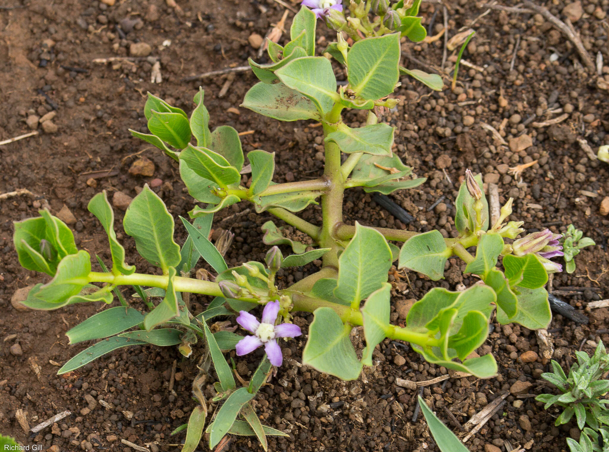 Image of Raphionacme hirsuta (E. Mey.)