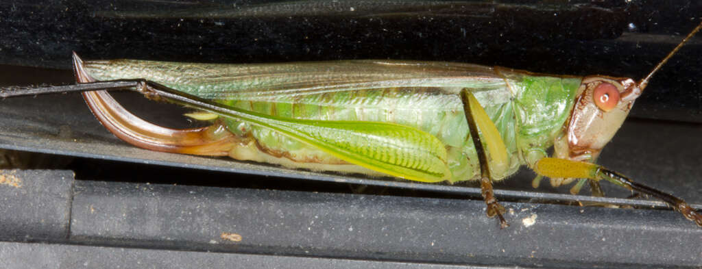 Image of Black-legged Meadow Katydid