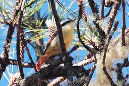 Image of Red-tailed Minla