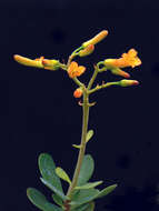 Image of Kalanchoe robusta Balf. fil.