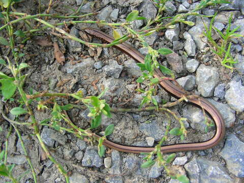 Image of Slow worm