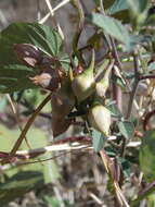 Image of Ipomoea parasitica (Kunth) G. Don