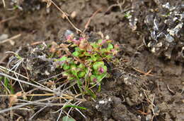 Image of Dahurian Willowherb