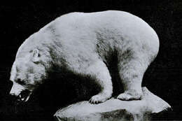 Image of Kermode bear
