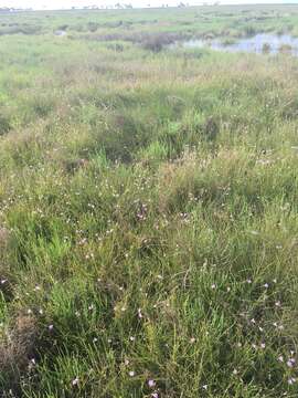 Image of saltmarsh false foxglove