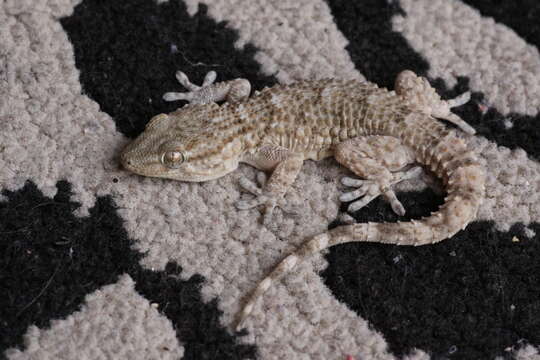 Image of Common Wall Gecko