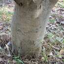 Sivun Acacia howittii F. Muell. kuva