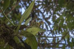 Image of Scaphosepalum grande Kraenzl.