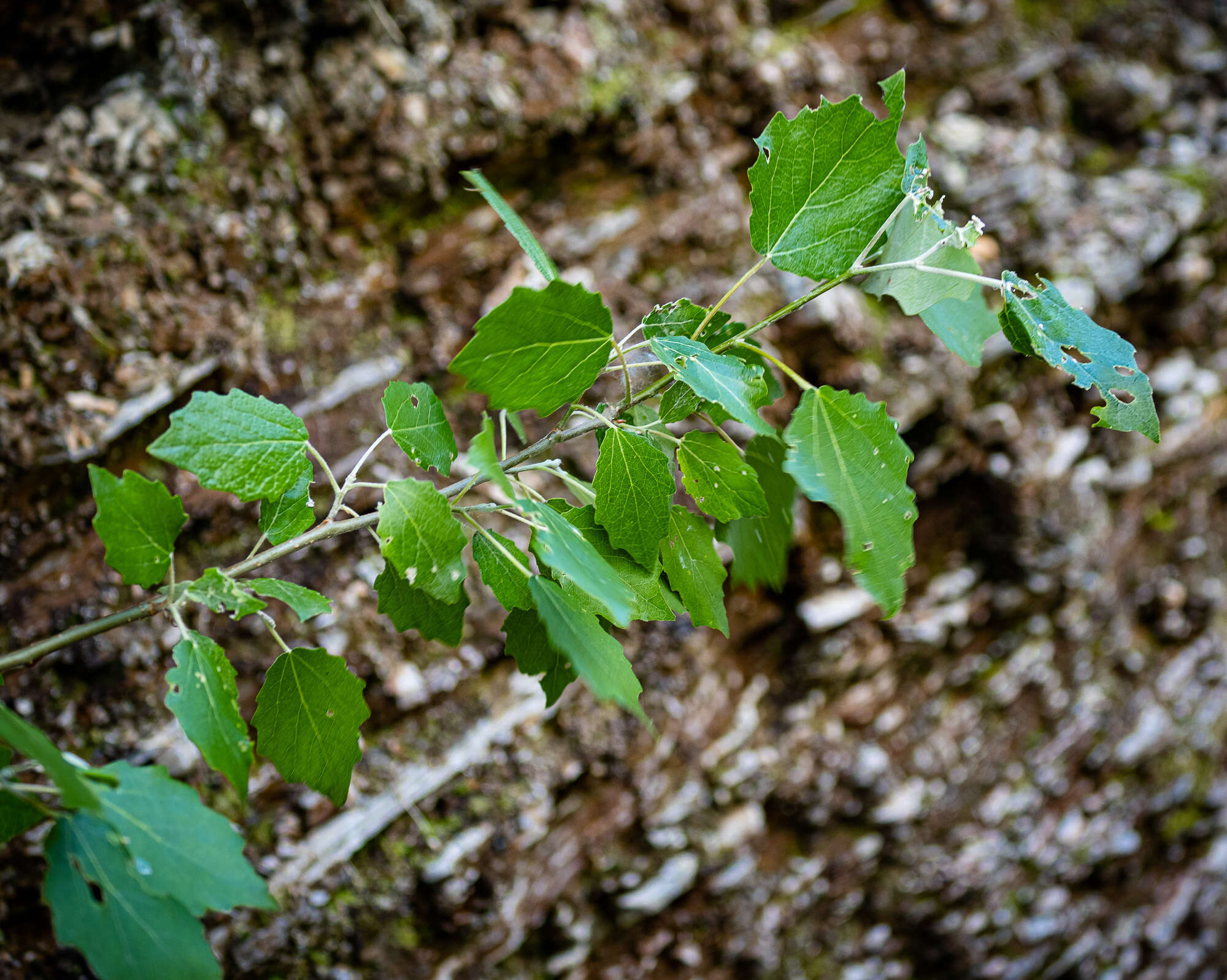 Image of Populus rouleauana B. Boiv.