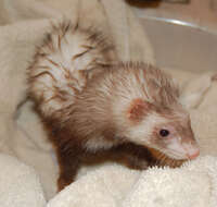 Image of domestic ferret