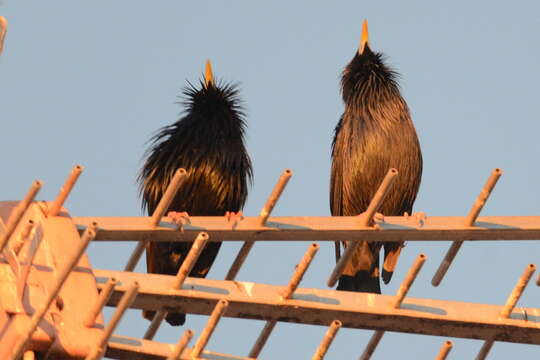 Image of Spotless Starling