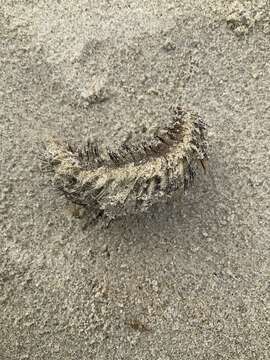 Image of Sea mouse