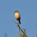 Vireo bellii pusillus Coues 1866 resmi