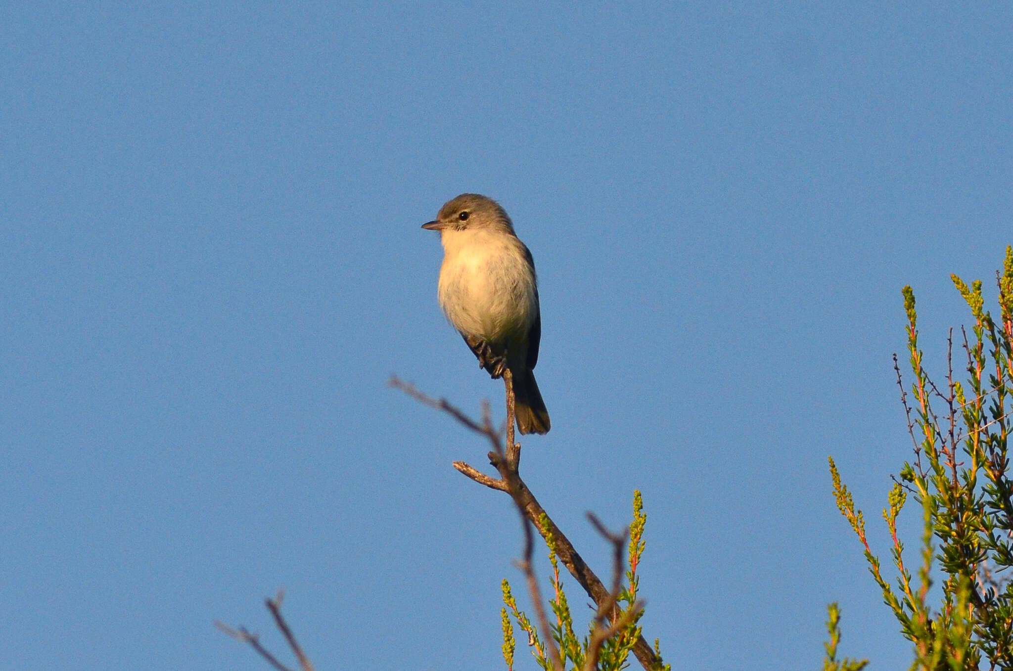 Image of Least Bell's vireo