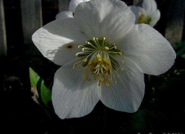 Image of black hellebore