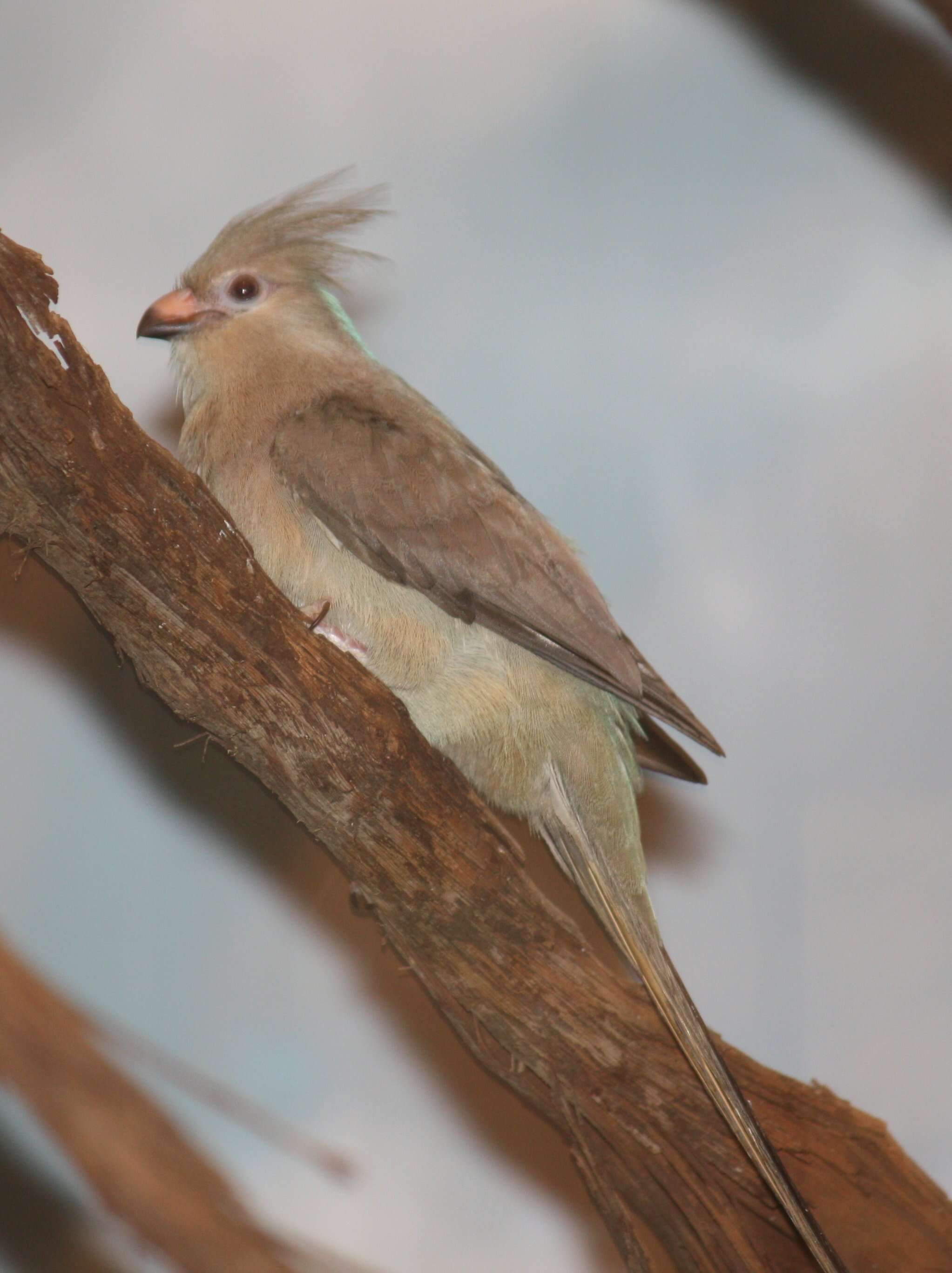 Urocolius macrourus (Linnaeus 1766) resmi