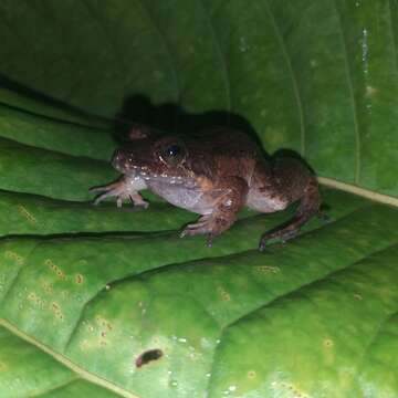 Image of Colombian Thin-toed Frog