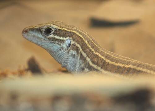 Image of Desert Grassland Whiptail