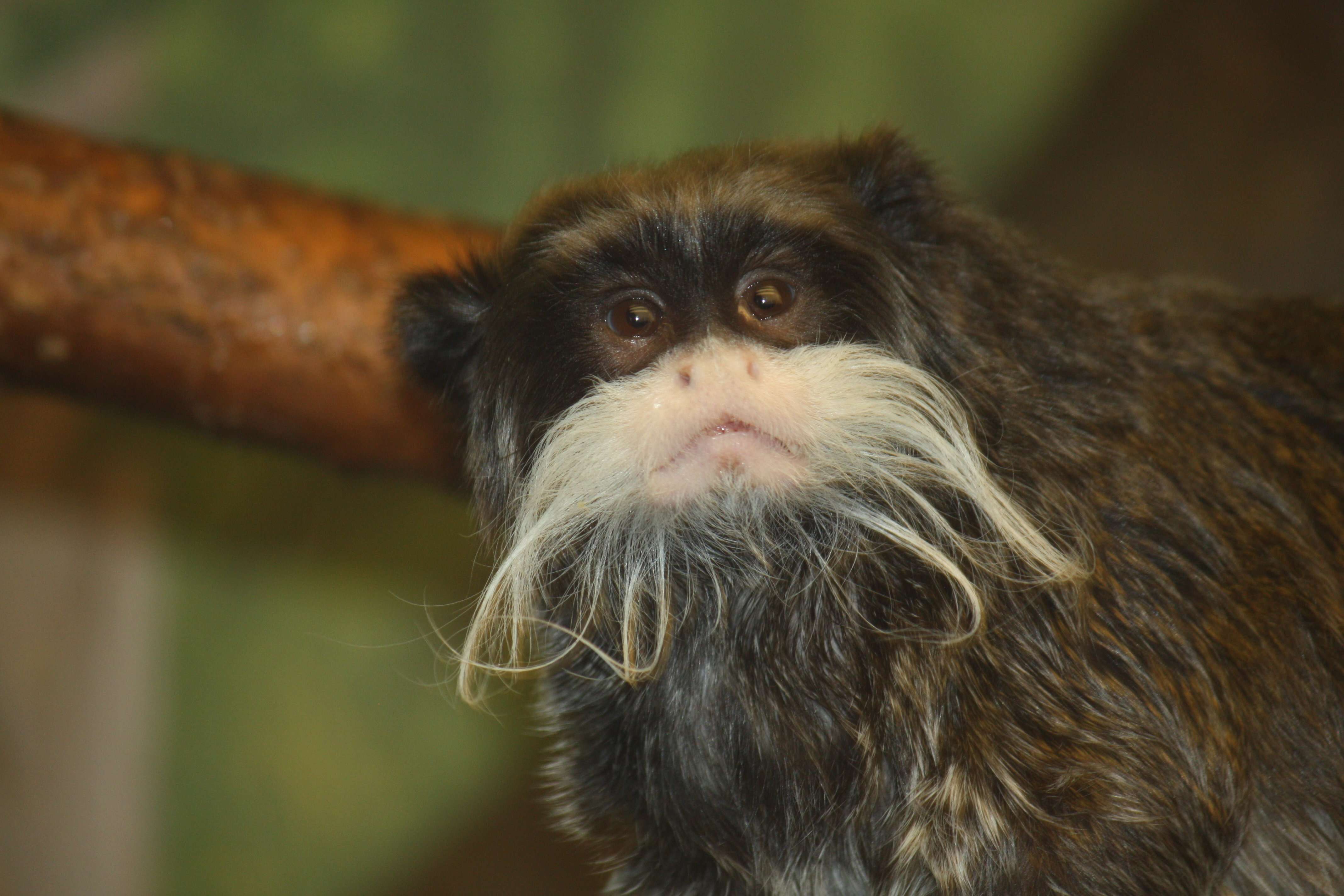 Image of Black-chinned Emperor Tamarin