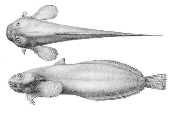 Image of Slimy snailfish