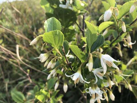 Image of Styrax faberi Perkins