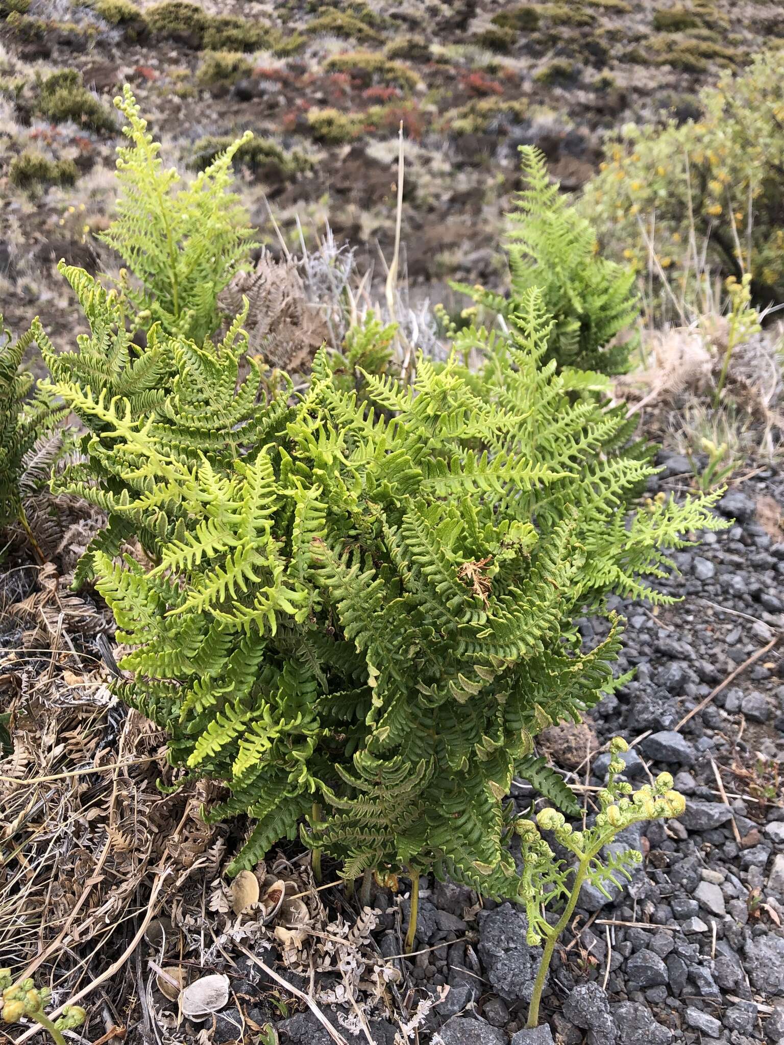 Слика од Pteridium aquilinum subsp. decompositum (Gaud.) Lamoureux ex J. A. Thomson