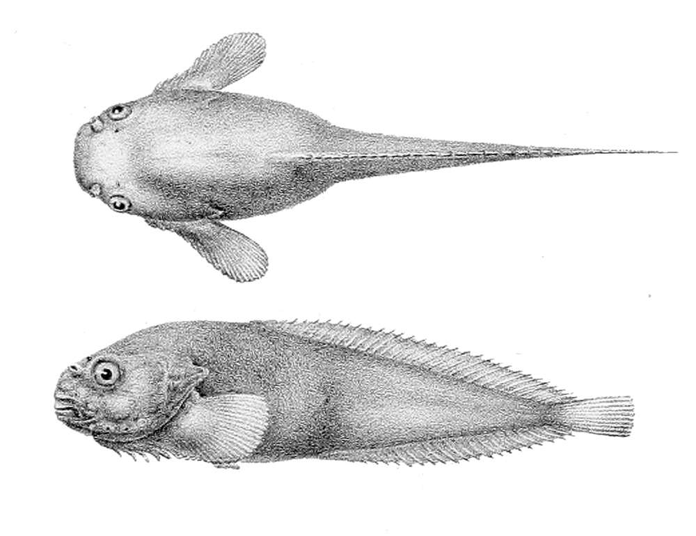 Plancia ëd Liparis antarcticus Putnam 1874