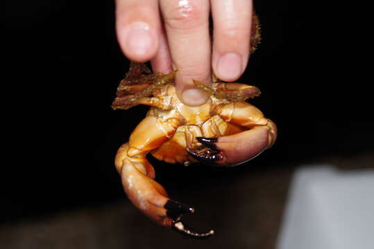 Image of Gulf stone crab