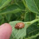 Image of Argus Tortoise Beetle