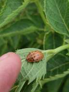 Image of Argus Tortoise Beetle