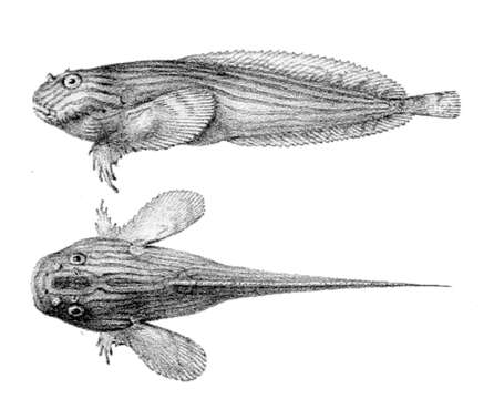 Plancia ëd Liparis liparis (Linnaeus 1766)