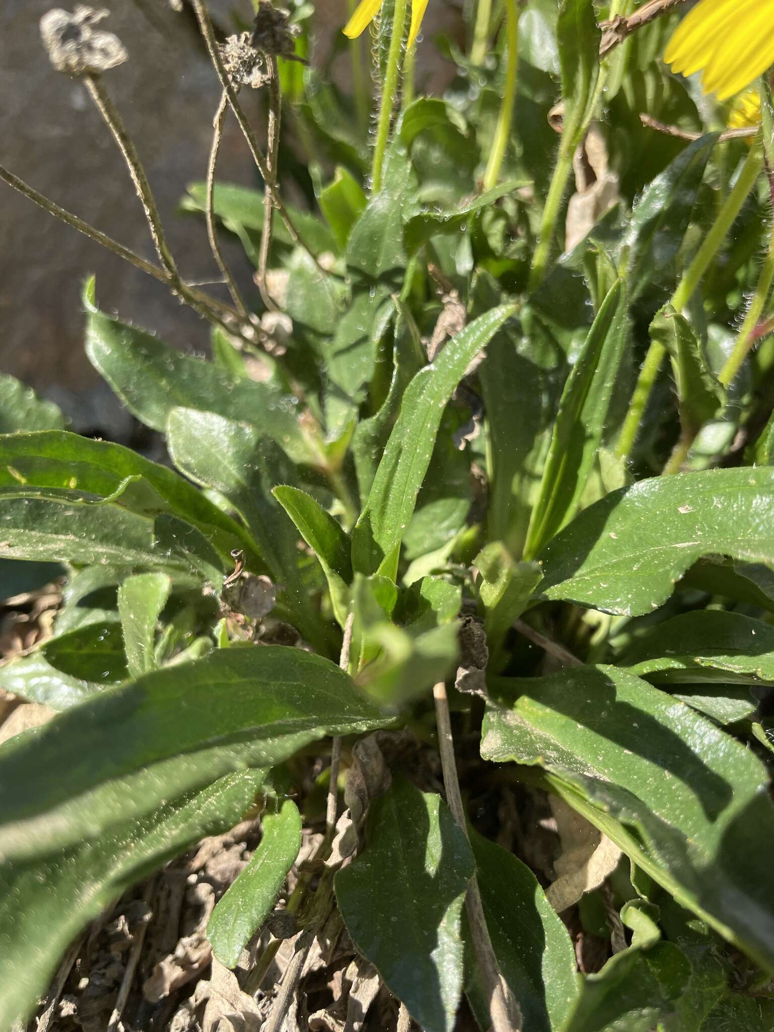 Image of Arnica griscomii Fern.