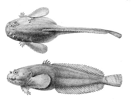 Plancia ëd Liparis montagui (Donovan 1804)