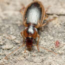 Image of Tule Beetle