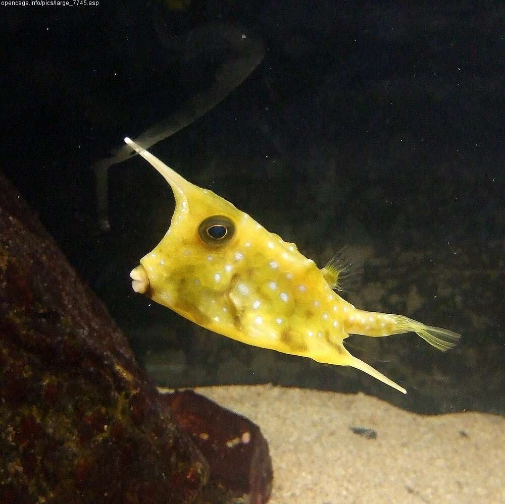 Image of Longhorn cowfish