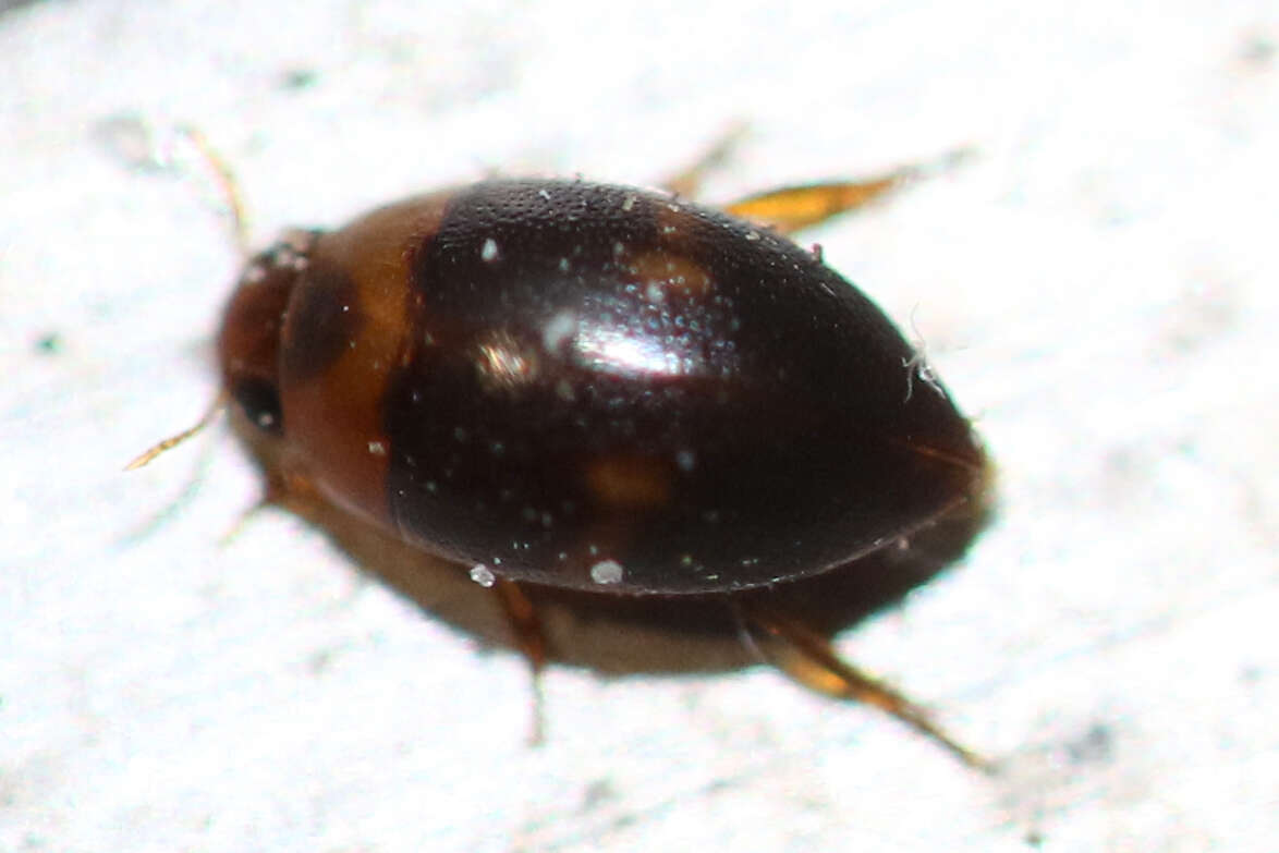Image de Suphisellus puncticollis (Crotch 1873)
