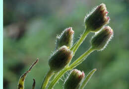 Image of Erigeron floribundus (Kunth) Sch. Bip.