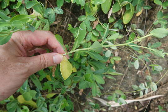 Image of Crepidiastrum lanceolatum (Houtt.) Nakai