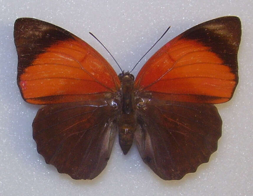 Image of Agrias claudina