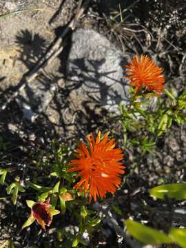 Image of Lampranthus aureus (L.) N. E. Br.