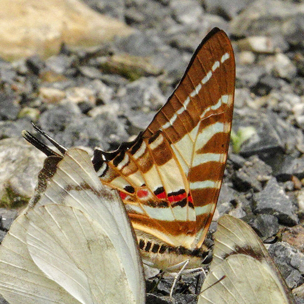 Image de Graphium aristeus (Stoll 1780)