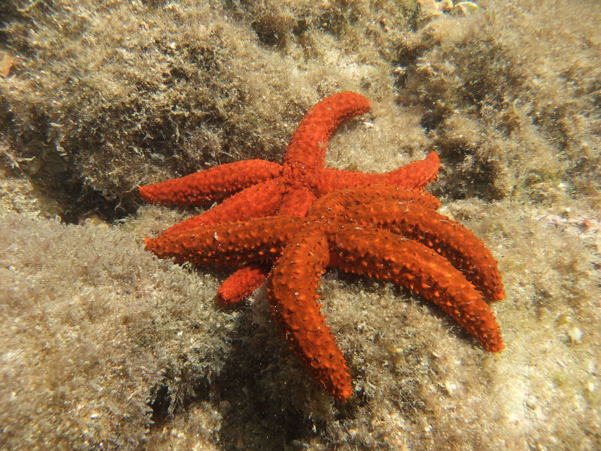 Image of Echinaster paucispinus A. M. Clark 1987