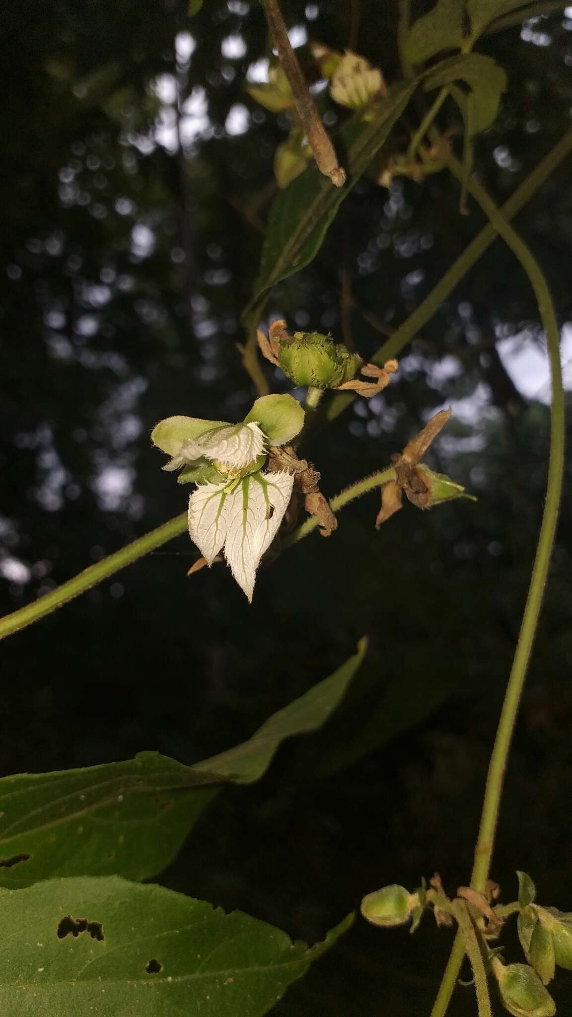 Image of Dalechampia juruana Ule