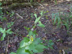 Image of yellow crownbeard