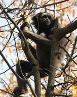 Image of Bornean Gibbon