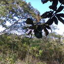 Image of Quercus peduncularis Née
