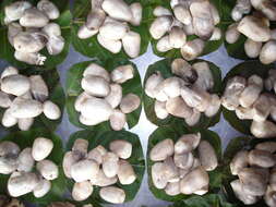 Image of straw mushroom